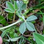 Lotus maritimus Leaf