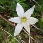 Ornithogalum gussonei Цвят