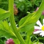 Erigeron annuus Hoja