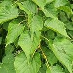 Tilia amurensis Blatt