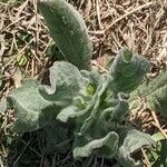 Verbascum sinuatumHoja