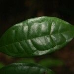 Eugenia coffeifolia Liść
