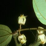 Passiflora rufa Çiçek