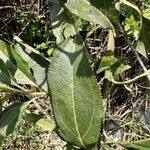 Baccharis punctulata Folha