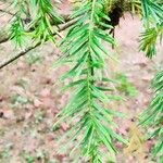 Torreya californica Hoja