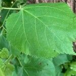 Tilia dasystyla Leaf