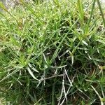 Dianthus pungens Blatt