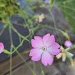 Eudianthe coeli-rosa Flower