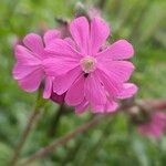 Silene pendula Flor