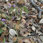 Galeopsis angustifolia Habit