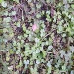 Hydrocotyle sibthorpioides Leaf