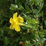 Jasminum fruticans Otro