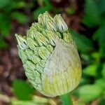 Allium cepa Λουλούδι