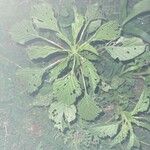 Amaranthus spinosus ᱥᱟᱠᱟᱢ