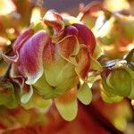 Kalanchoe miniata Blüte