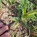 Ophrys aranifera Листок