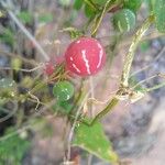 Diplocyclos palmatus Fruit