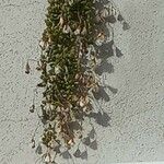 Elodea nuttallii Fulla