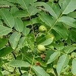 Juglans californica Фрукт