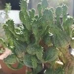 Euphorbia pseudoglobosa List