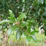 Cordia americana Leaf