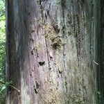 Fitzroya cupressoides Yeri