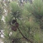 Pinus taeda Blad