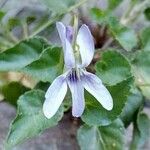 Viola jordanii Õis