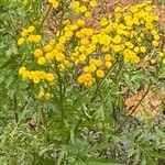 Tanacetum annuum Blomst