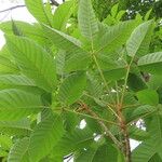 Handroanthus chrysanthus 叶