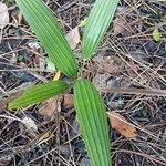 Rhapidophyllum hystrix Fuelha