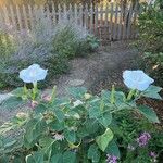 Datura innoxia Blomst