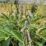 Crotalaria mitchellii Фрукт