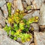 Sedum alpestre Blad