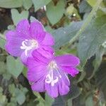 Epilobium hirsutumBlomst