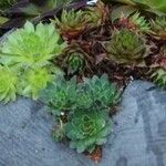 Sempervivum globiferum Leaf