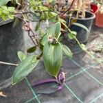 Tradescantia cerinthoides Yaprak