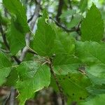 Malus coronaria Leaf