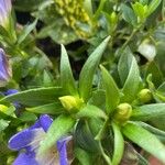 Gentiana scabra ഇല