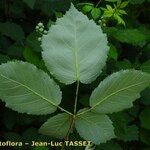 Rubus nemorosus Other