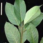 Cinnamomum chavarrianum Otro