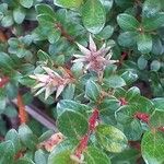 Salix × finnmarchica