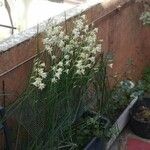 Gladiolus tristis Ďalší