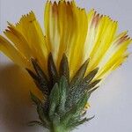 Picris hieracioides Flower