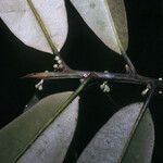 Micropholis guyanensis Fruto