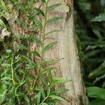 Psiloxylon mauritianum Bark