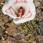 Calochortus venustus ᱵᱟᱦᱟ