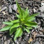 Viola sagittata Leaf