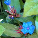 Ceratostigma plumbaginoides फूल