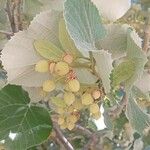 Tilia tomentosa Fruit